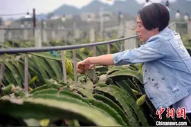 企业家之女做“农民”用50万盏火龙果催花灯造浪漫夜景图片