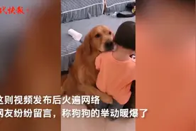 2岁女孩被妈妈训，宠物狗开启“护娃模式”暖爆网络图片