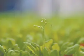 植物界“小白鼠”，福建首创共享中心图片