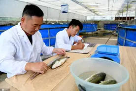 全国首个国家级大口黑鲈良种场在安徽铜陵创建成功图片