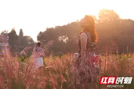 粉黛乱子草、向日葵、糖蜜草、紫叶狼尾草……省植物园花海上线图片