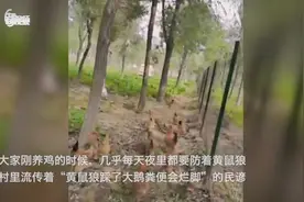 怕黄鼠狼偷鸡，这里请来了“鹅保安”！还真管用图片