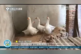 市民报警称丢失6只大鹅 民警：被黄鼠狼撵跑的图片