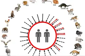 新冠如何跨种传播？中国团队试验26个物种，猫等宿主引关注图片