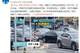 大连一群狗子等绿灯过马路，网友：混熟了人类的生存规则图片
