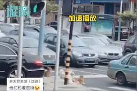 大连一群小狗过马路等红绿灯，网友：混熟了人类的生存规则图片