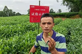 鲁西集团：鲁西好肥 名扬茶乡图片