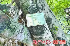 勘察初步结果出来了 厦门集美这棵古榕得了褐根病图片