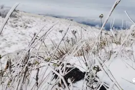 陕西汉中今日上午突降大雪 现场高清大图太美啦图片