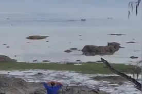 宠物狗在海中玩耍被鳄鱼盯上 最近时仅隔几米图片