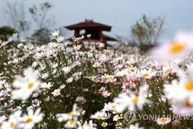 韩国十月秋菊肆意绽放 形成“百里花路”图片