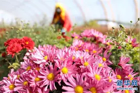辽宁台安：花田小镇漫芬芳图片