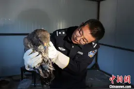 内蒙古二连森警成功救助一只国家一级保护动物金雕图片