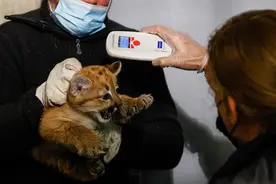 小美洲狮图片