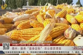 武城推广农业生产托管，“量身定制”服务方案，助力农业提质增效视频封面