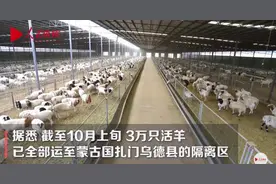 来了！蒙古国捐赠的3万只活羊已全部进入隔离区，为何选择送羊？图片