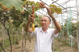 “农民发明家”罗云送图片