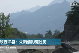 陕西洋县：朱鹮倩影随处见视频封面