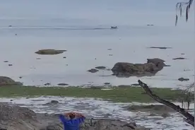 宠物狗在海中玩耍被鳄鱼盯上 最近时仅隔几米图片