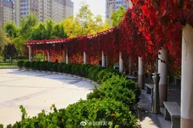 白银靖远：黄得似金 红得似火 走进最美的秋天图片