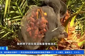 神了！沉睡2000年的种子复苏图片