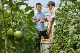 宜阳朱家沟村的扶贫“番茄”是如何红起来的？图片