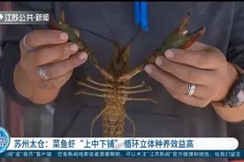 苏州太仓：菜鱼虾“上中下铺”，循环立体种养效益高视频封面