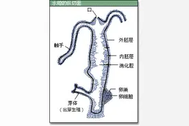 呼吸道和消化道在咽喉部共用一个通道，这有什么生理意义？图片