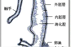 呼吸道和消化道在咽喉部共用一个通道，这有什么生理意义？图片