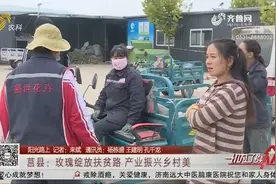 走花路！莒县依托特色产业，开发大棚玫瑰新品种，订单供不应求视频封面