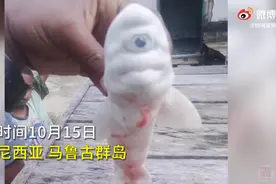 印尼渔民发现独眼白化病小鲨鱼，网友：像《怪物公司》中的大眼仔麦克图片
