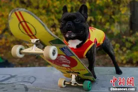 俄罗斯一条斗牛犬酷爱玩滑板 技术超一流图片