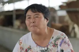 物产中国·临泉黄牛｜一位母亲与她的500多头牛图片