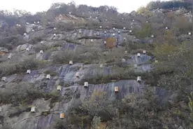 “蜘蛛人”悬空采收甜蜜 密云冯家峪“割蜜节”来了图片