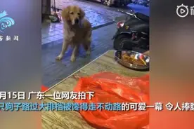 金毛路过大排档馋得迈不动步：眼巴巴盯着饭菜，主人拽到拖鞋甩飞图片