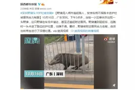 野猪闯入闹市追赶路人，受惊后慌不择路卡进护栏被居民合力制服图片