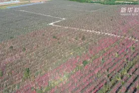 苹果丰收啦视频封面