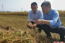 三年种植万亩中药材 千年古镇村民有了增收新路径图片