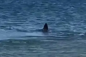 大白鲨袭击海豹将其撕碎 海水被染红图片