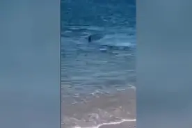 美国一海岸边大白鲨袭击海豹将其撕碎 海水被染红图片