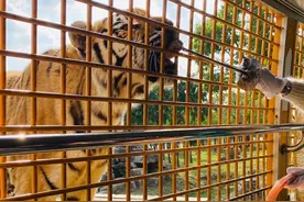 猛兽伤人不止一次！饲养员被咬身亡的野生动物园曾有游客“骑虎拍照”遭咬图片