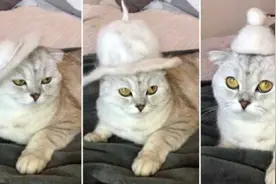 自己掉的毛自己戴 国外女子为宠物猫做时尚猫毛贝雷帽图片