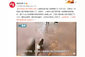 动物园里小猴子跨骑小猪 上演现实版“猪八戒背媳妇”图片