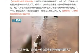 动物园里小猴子跨骑小猪 上演现实版“猪八戒背媳妇”图片