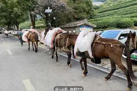 快看，杭州龙井茶山上走来都市骡帮！明年西湖龙井香不香，茶农正在做的这件事很关键图片