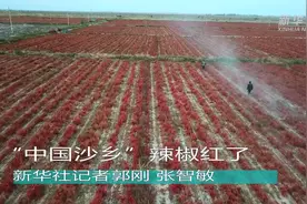 “中国沙乡”辣椒红了视频封面