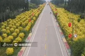 年产1亿对宫灯占全国八成市场份额，这个“中国宫灯第一村”了不起图片