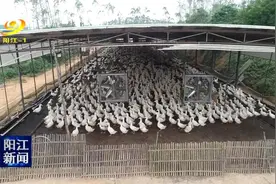 拓宽旱鸭子养殖的新天地图片