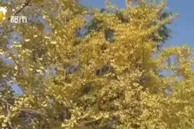 “三色秋叶”太惊艳！这里是沈阳观赏秋叶最佳打卡地，错过就要等一年……图片