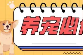 搬家后猫就开始“玩失踪”？原来是应激反应！出现这些反常就要注意了…| 养宠必修课图片